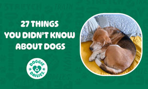 27 things you didn't know about dogs