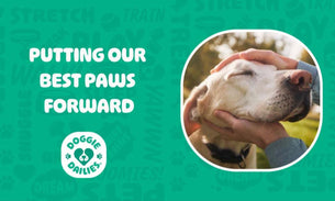 Putting Our Best Paws Forward...