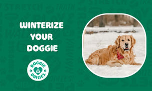 Winterize Your Doggie