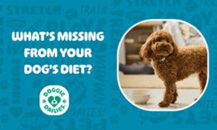 Why Fish Oil for Dogs Is Critical for A Healthy Dog Diet