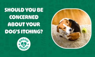 How to Identify and Treat Common Dog Skin Problems