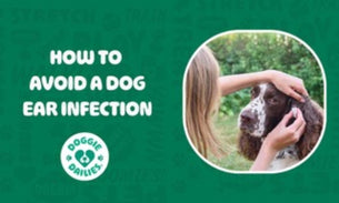 How to Avoid A Dog Ear Infection