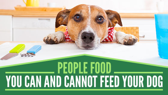 What People Food Is Safe To Feed Your Dog?