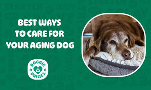 Best Ways to Care for Your Aging Dog