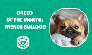 The French Bulldog: Big Personality in a Little Package