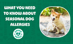 Seasonal Allergies in Dogs: Signs, Symptoms, and Natural Remedies