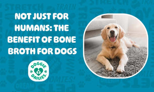 The Benefits of Bone Broth for Dogs