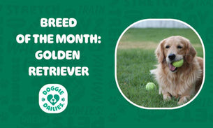 Golden Retriever: Everything You Need to Know About This Beloved Breed