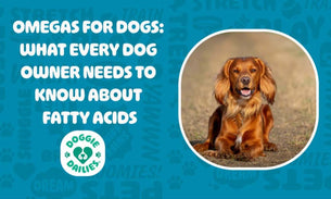 Why Omega 3 for Dogs is Important for Heart Health