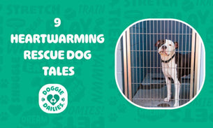 9 Heartwarming Rescue Dog Tales