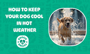 How to Keep Your Dog Cool in Hot Weather