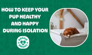How to Keep Your Pup Happy and Healthy During Isolation