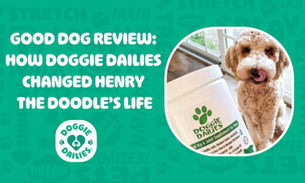 Good Dog Reviews: How Doggie Dailies Changed Henry the Doodle’s Life