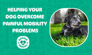 Helping Your Dog Overcome Painful Mobility Problems