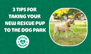 3 Tips For Taking Your New Rescue Pup To The Dog Park