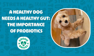 A Healthy Dog Needs a Healthy Gut: The Importance of Probiotics