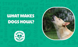 What Makes Dogs Howl?