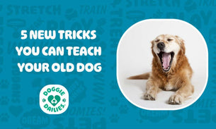 5 New Tricks You Can Teach Your Old Dog