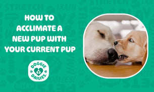 Acclimating a New Dog With the Dog You Have