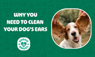 Why You Need to Clean Your Dog's Ears