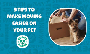 The Best Ways To Make Moving Easier On Your Pet