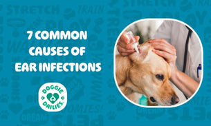 7 Common Causes of Dog Ear Infections You Need to Know