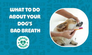 My Dog's Breath is Bad - What Can I Do?