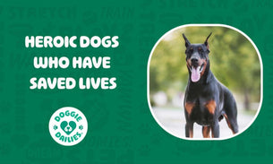 Meet the Heroic Pups Who Have Saved Lives