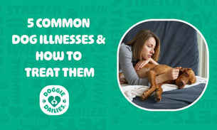 5 Common Dog Illnesses and How to Treat Them