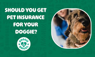 Should You Get Pet Insurance for Your Dog?