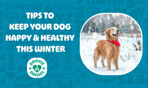 6 Tips to Keep Your Dog Happy and Healthy This Winter