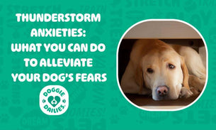 Thunderstorm Anxieties: What You Can Do to Alleviate your Dog’s Fears
