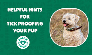 Helpful Hints For Tick Proofing Your Pup