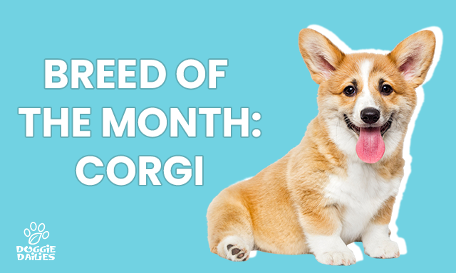 From Pembroke to Cardigan: A Complete Corgi Guide