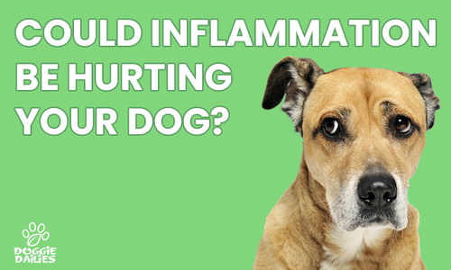 Anti Inflammatory for Dogs: Why Controlling Inflammation is Critical For A Healthy Dog