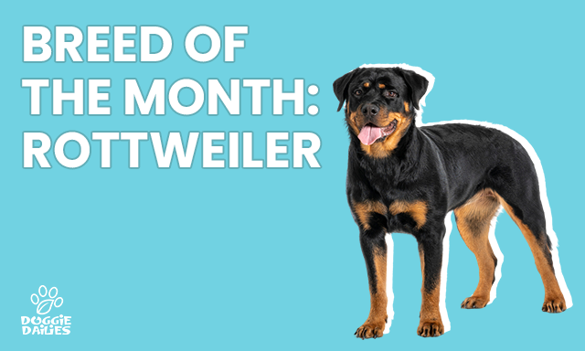 Gentle rottweiler best sale