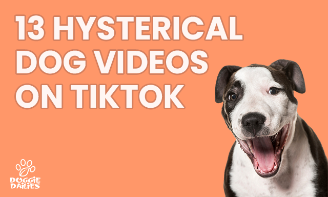 13 Funny Dog Videos Guaranteed to Make You Laugh