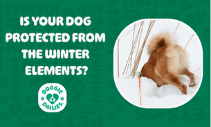 Winter Safety Tips to Keep Your Dog Healthy & Happy