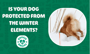 Winter Safety Tips to Keep Your Dog Healthy & Happy