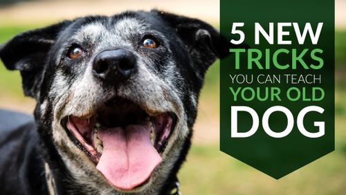 5 New Tricks You Can Teach Your Old Dog