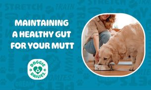 How to Maintain a Healthy Gut for Your Mutt