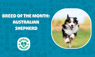 Australian Shepherd Care Guide: From History to Health Tips for Your Beloved Aussie