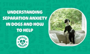 Understanding Separation Anxiety in Dogs and How to Help