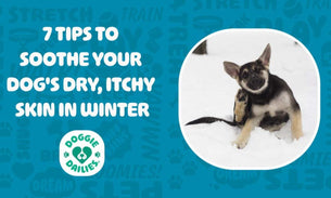 7 Tips To Soothe Your Dog's Dry, Itchy Skin in Winter