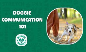 How to Decode Your Dog’s Behavior: Doggie Communication 101