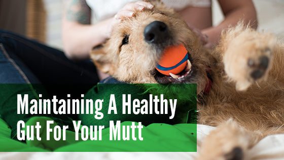 How to Maintain a Healthy Gut for Your Mutt