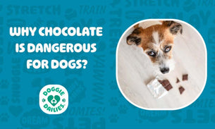 Chocolate Toxicity in Dogs: Symptoms, Prevention, and How Much is Dangerous?