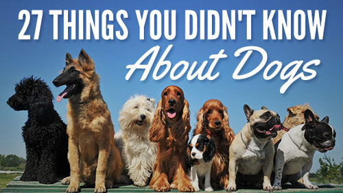 27 things you didn't know about dogs