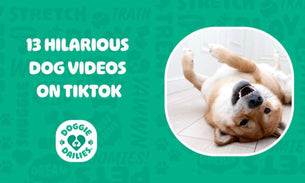 13 Hilarious Dog TikTok Videos Guaranteed to Make You Laugh