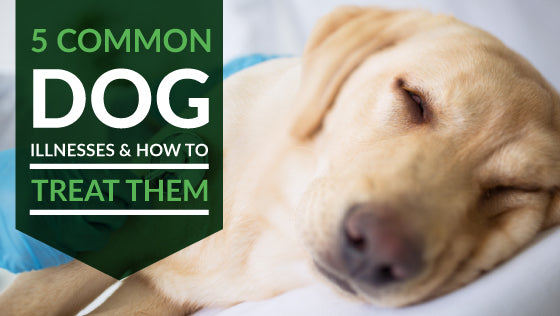 5 Common Dog Illnesses and How to Treat Them